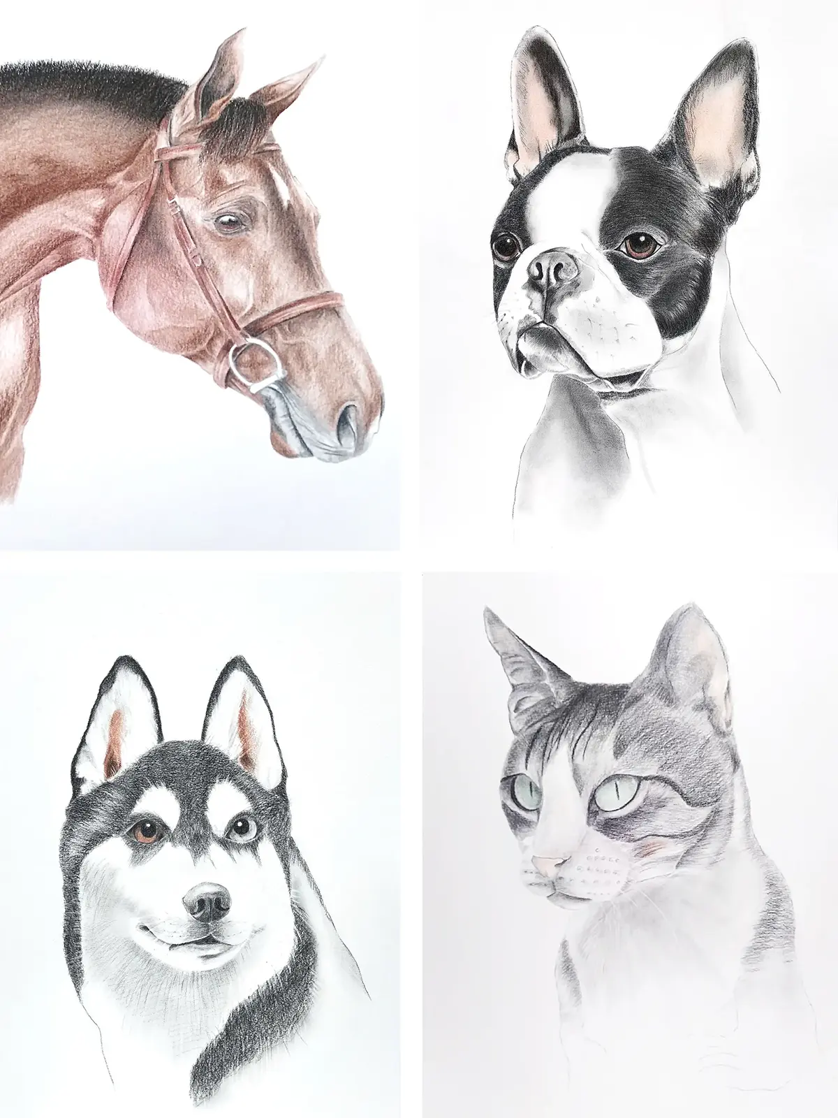 Mis orbas. Retrato personalizado de animales